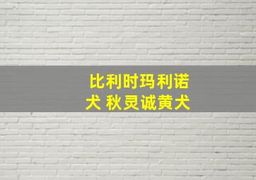 比利时玛利诺犬 秋灵诚黄犬